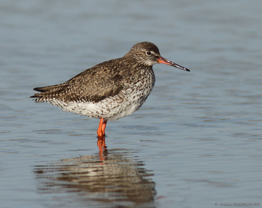 Common Redshank, identification