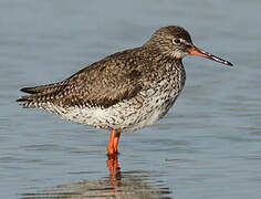 Common Redshank