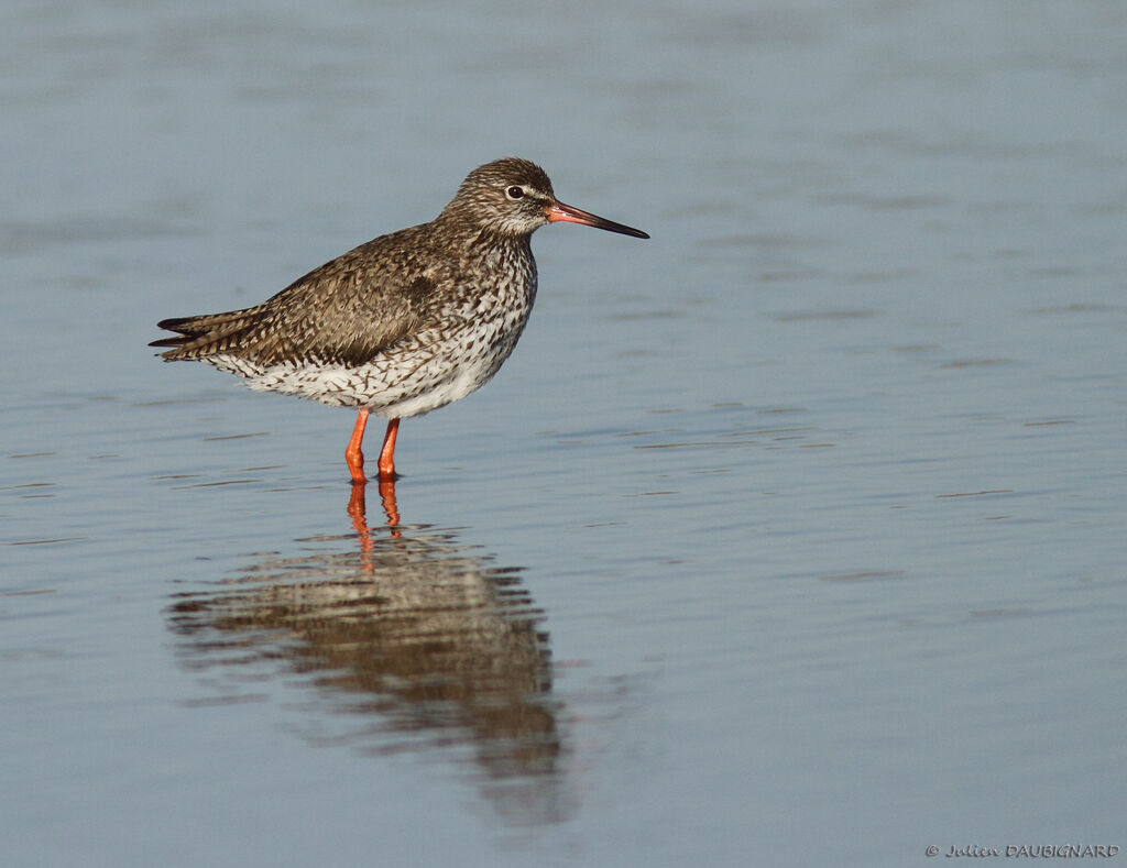 Common Redshank, identification