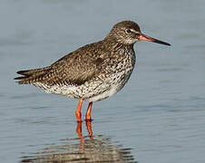 Common Redshank