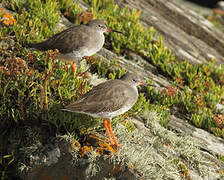 Common Redshank