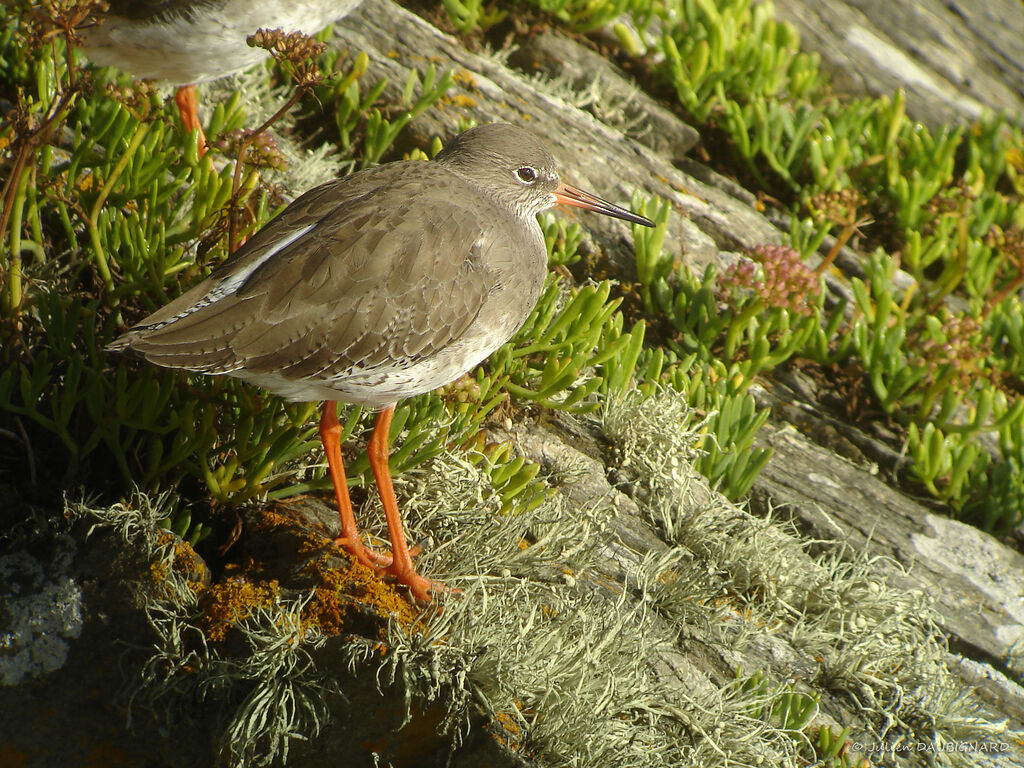 Common Redshank, identification