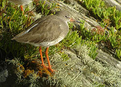 Common Redshank