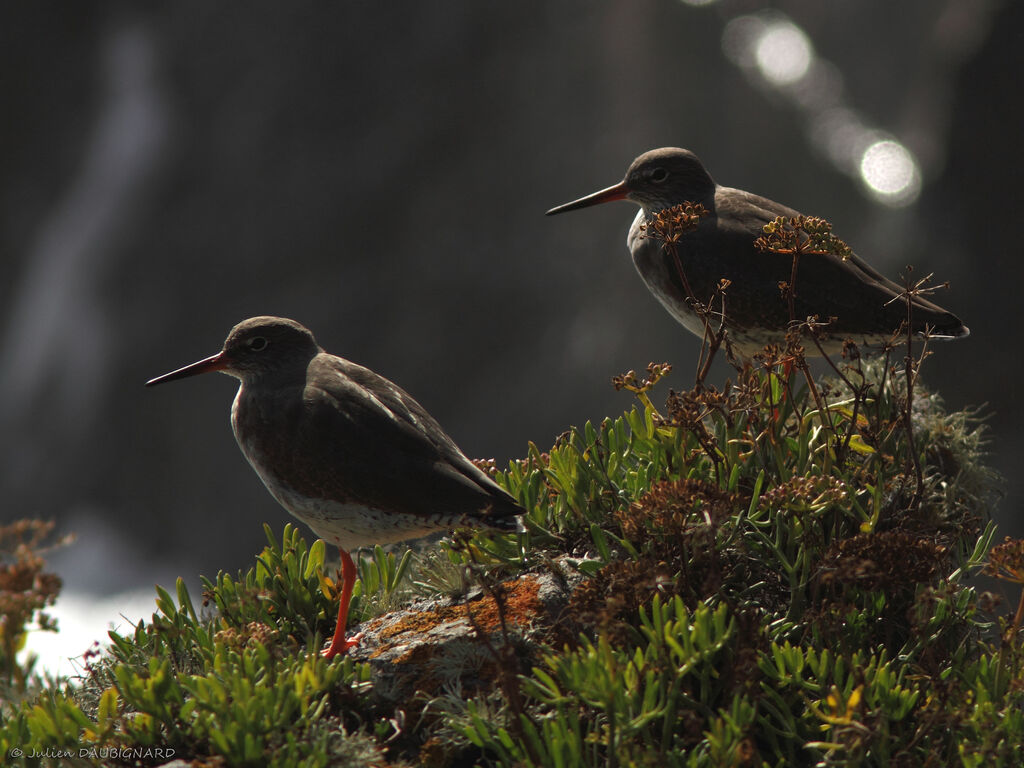 Common Redshank, identification