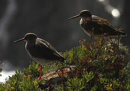 Common Redshank