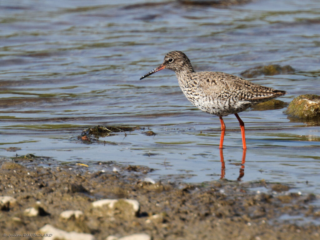 Common Redshank, identification