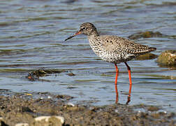 Common Redshank