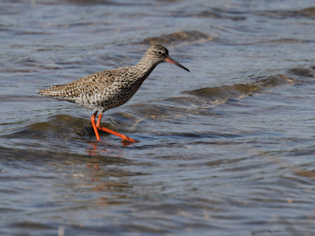 Common Redshank, identification