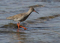 Common Redshank