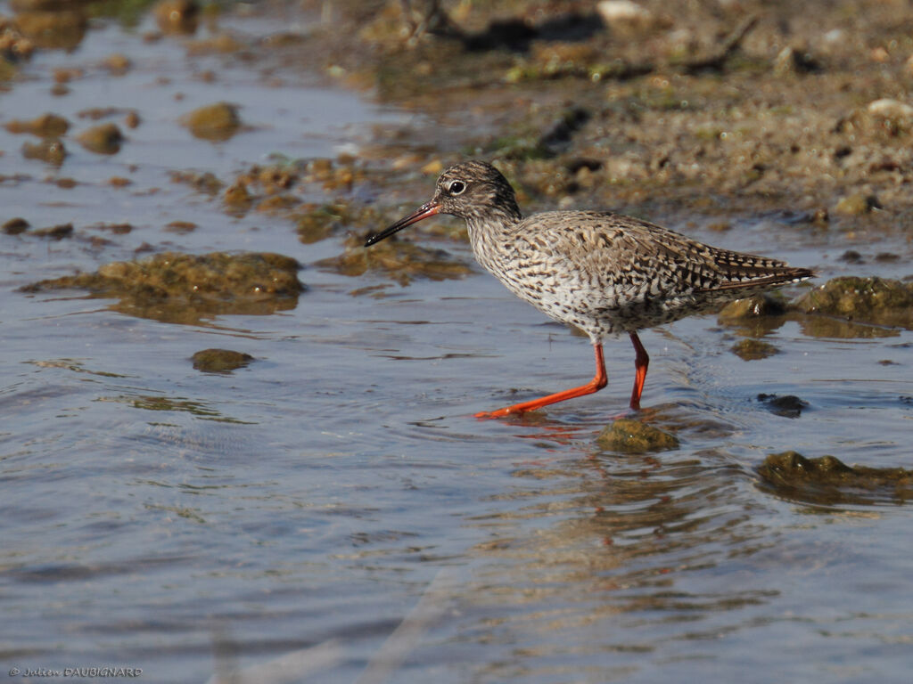 Common Redshank, identification