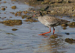 Common Redshank