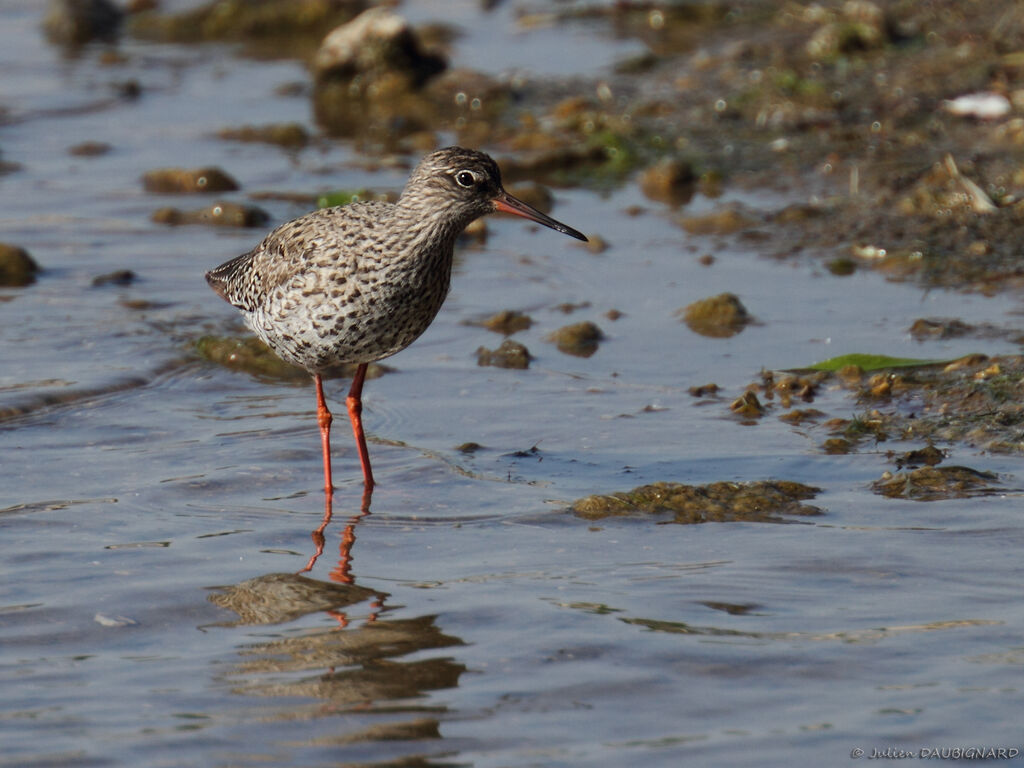 Common Redshank