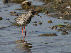 Common Redshank