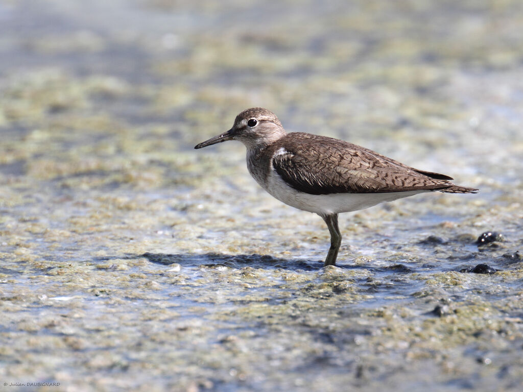 Chevalier guignette, identification