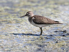 Common Sandpiper