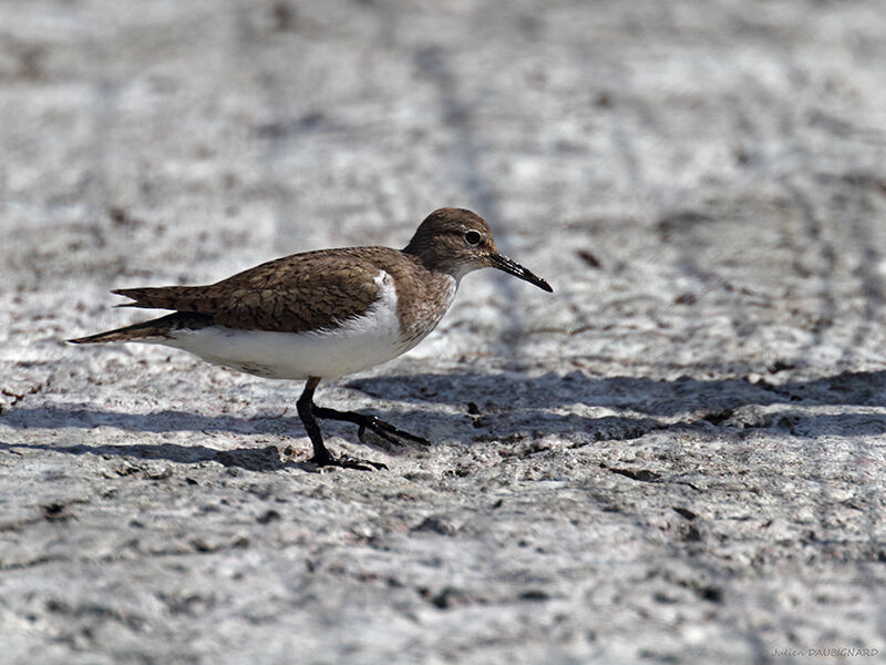 Common Sandpiper, identification