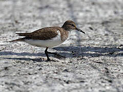 Common Sandpiper