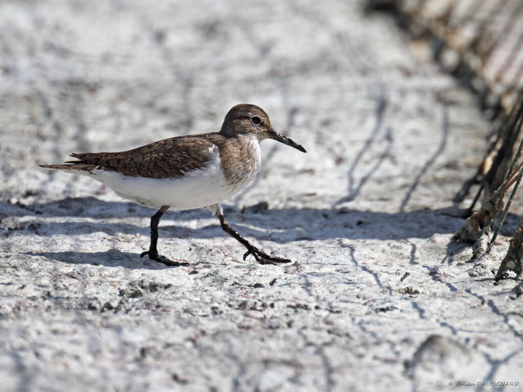 Common Sandpiper, identification