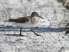 Common Sandpiper