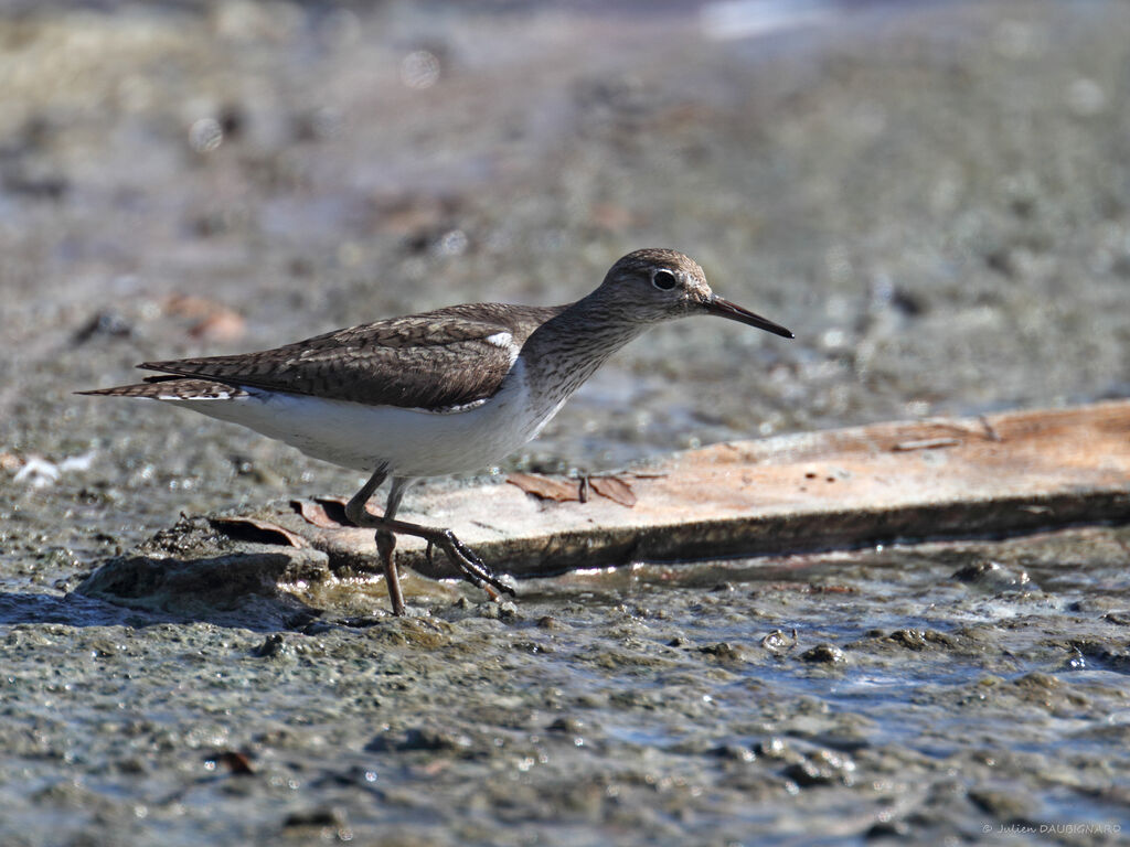 Chevalier guignette, identification