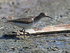 Common Sandpiper