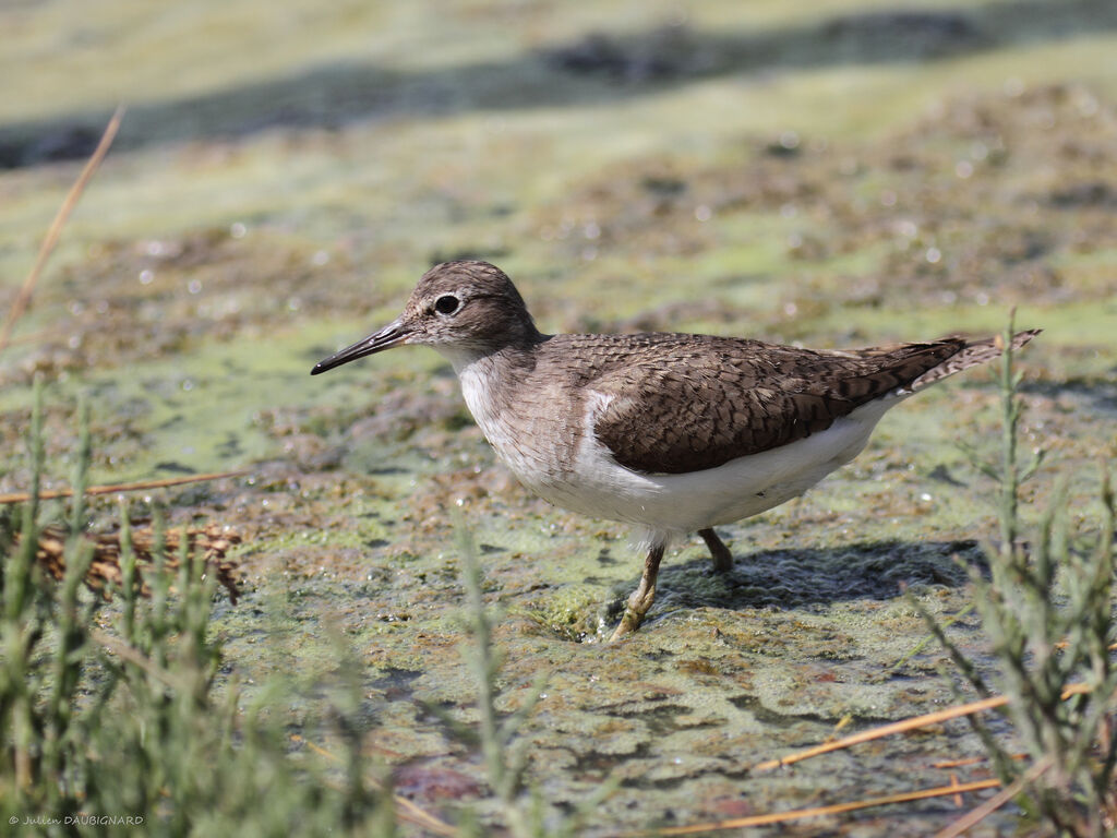 Chevalier guignette, identification