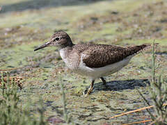 Common Sandpiper