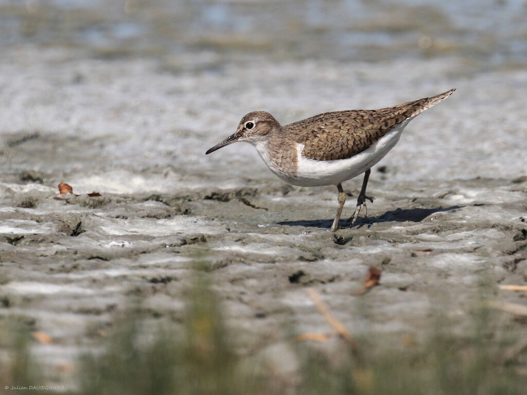 Common Sandpiper, identification