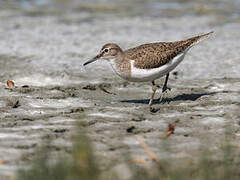 Common Sandpiper