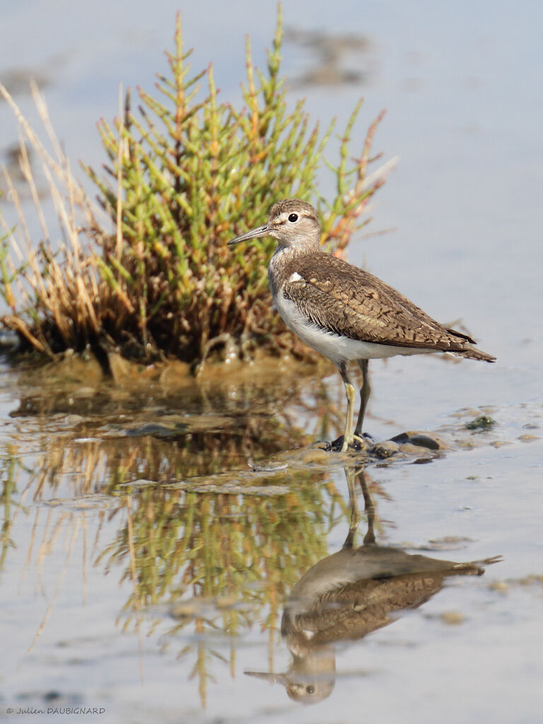 Chevalier guignette, identification