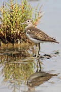 Common Sandpiper