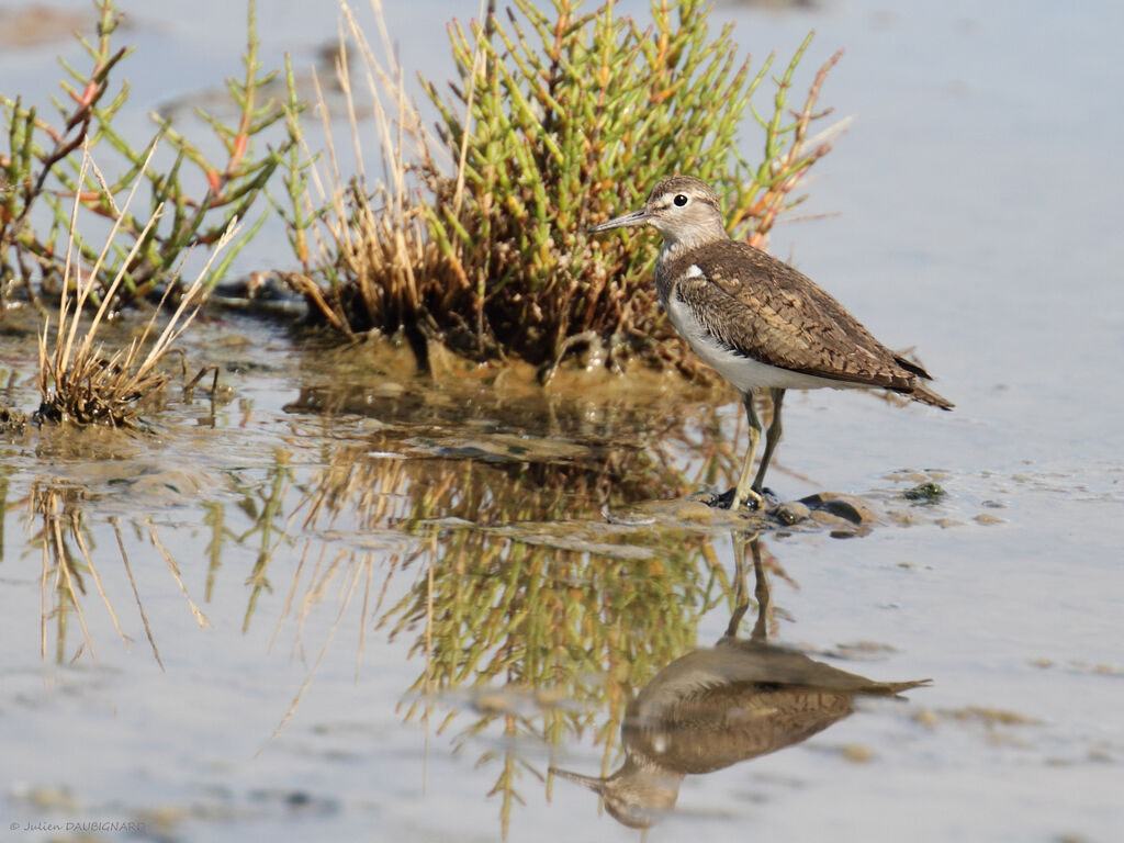 Common Sandpiper, identification