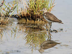 Common Sandpiper