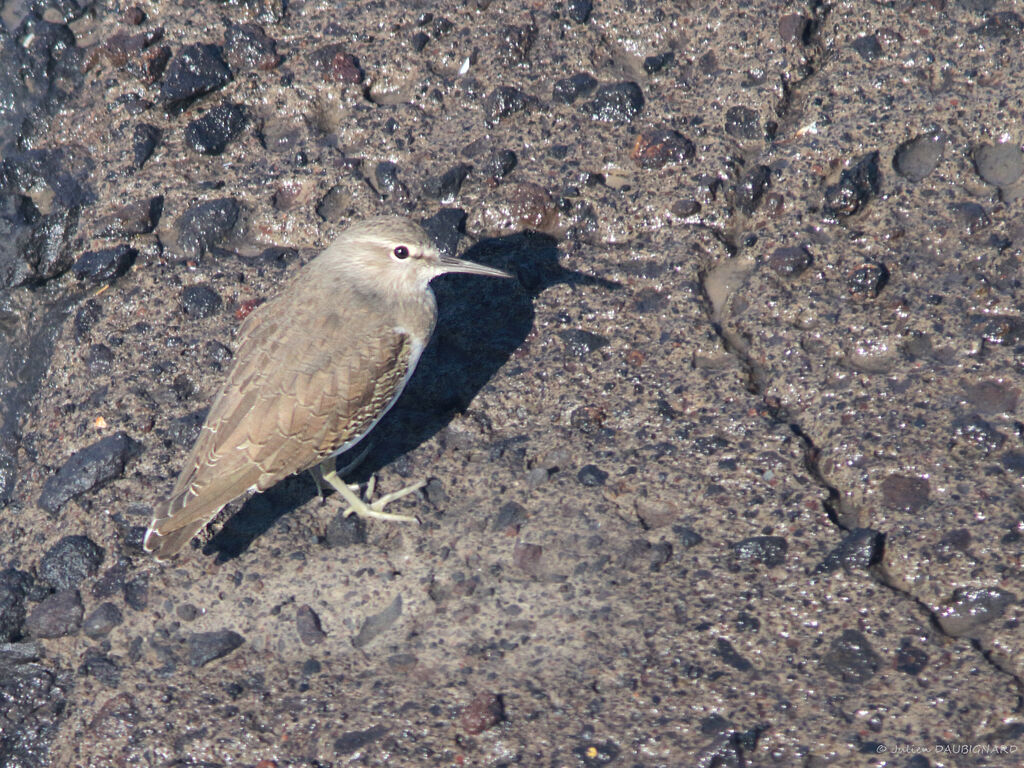 Chevalier guignette, identification