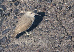 Common Sandpiper