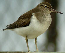 Common Sandpiper