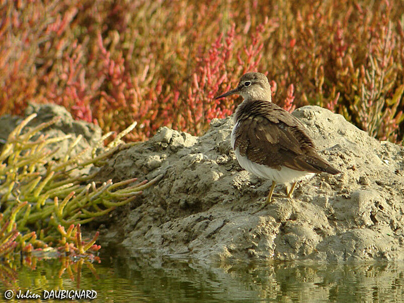 Common Sandpiper