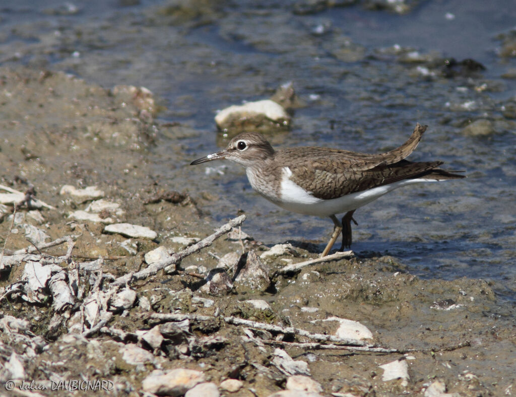 Chevalier guignette, identification