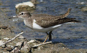 Common Sandpiper