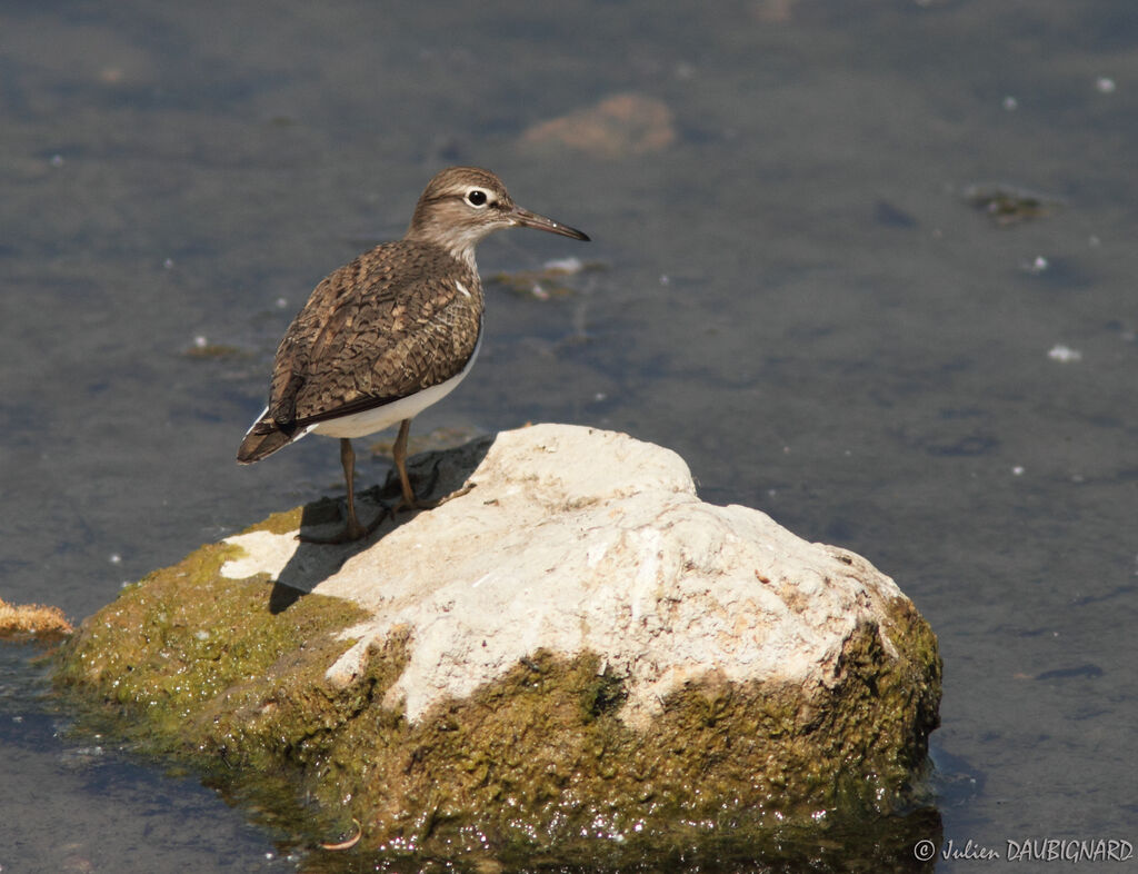 Chevalier guignette, identification