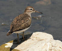 Common Sandpiper