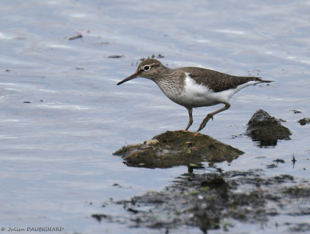 Common Sandpiper, identification