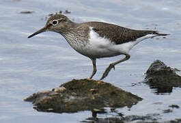 Common Sandpiper