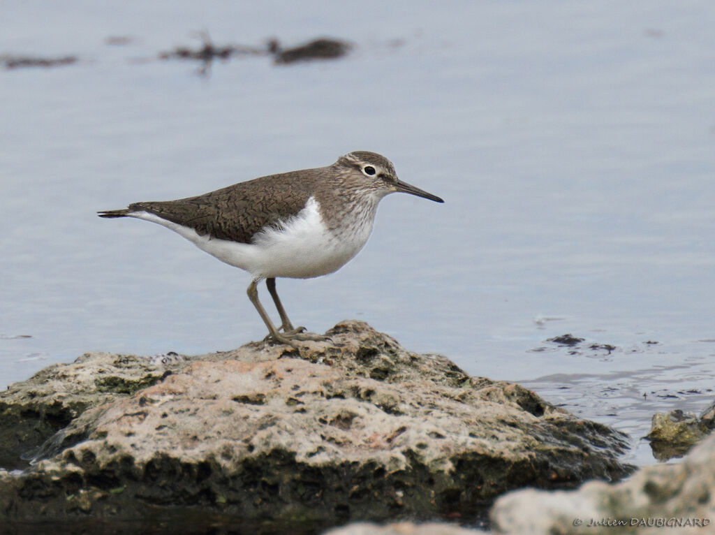 Chevalier guignette, identification