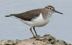 Common Sandpiper