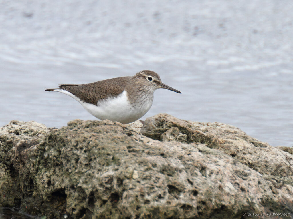 Common Sandpiper, identification