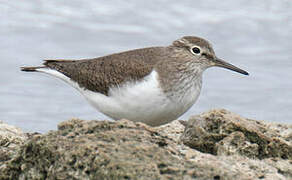 Common Sandpiper