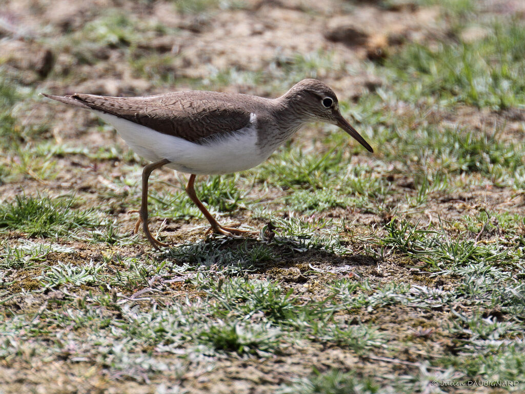 Common Sandpiperadult, identification