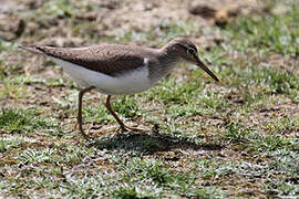 Common Sandpiper