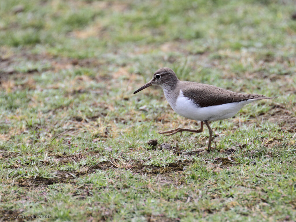 Common Sandpiperadult, identification